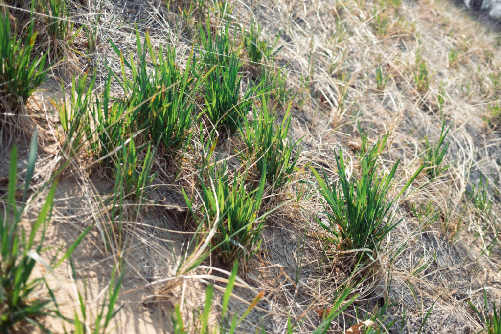 Young dune grass seedling growing from straw mat