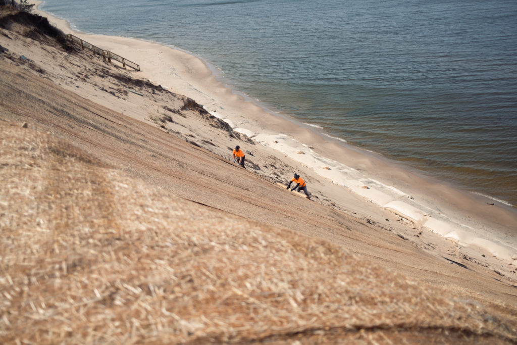 Two Lakeshore Customs employees roll a straw mat down the surface of a steep dune.