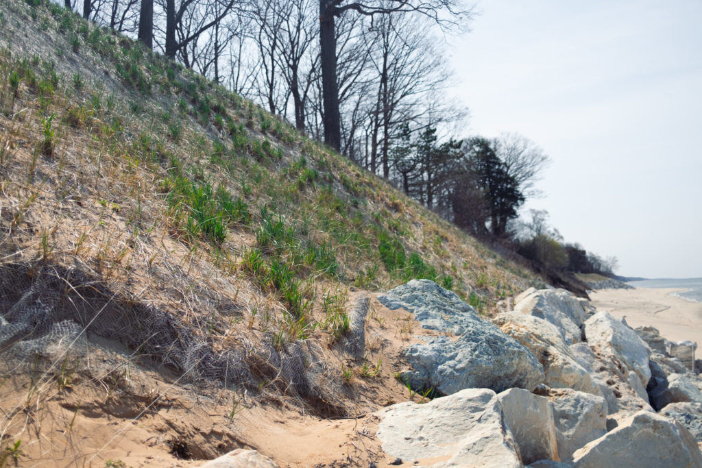 Dune grass growing through an erosion control blanket at the bottom of a sand dune.