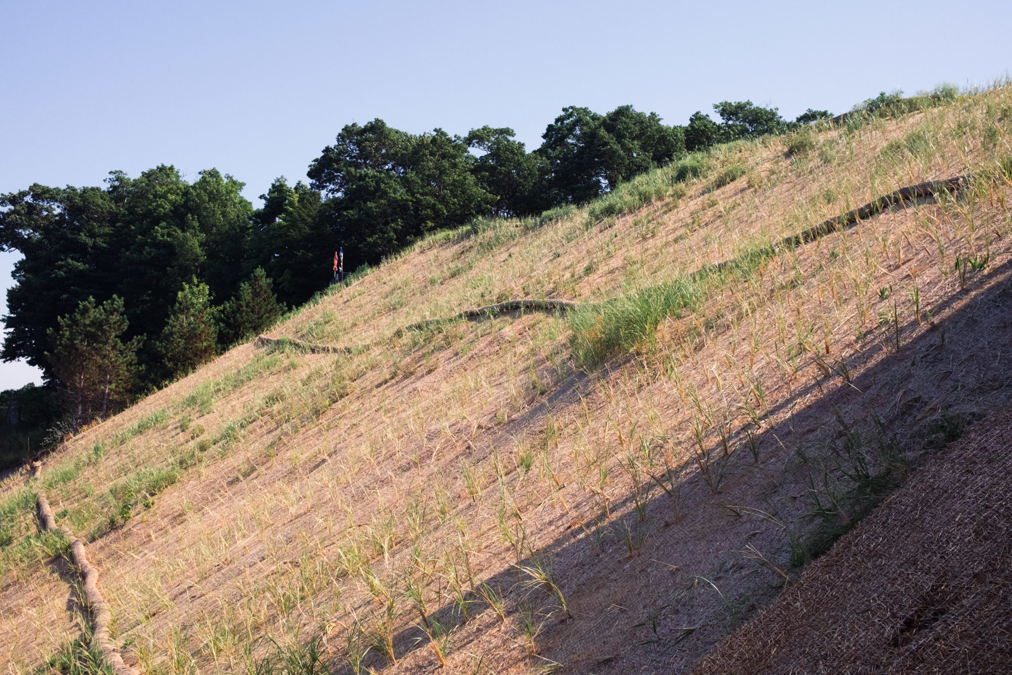 Beach Grass Services | Dune Restoration & Erosion Control