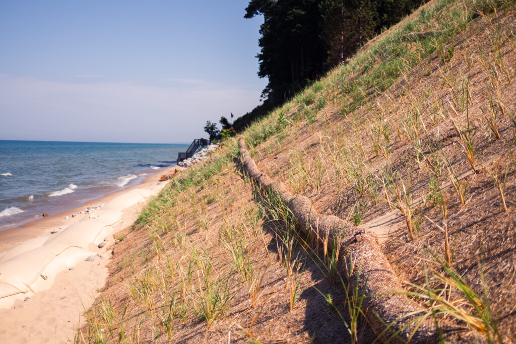 Newly planted beach grass secured by an erosion control blanket on a sloped Lake Michigan dune.