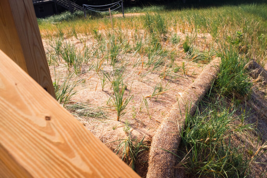 Beach grass secured with an erosion control blanket for a flat lakeshore area.