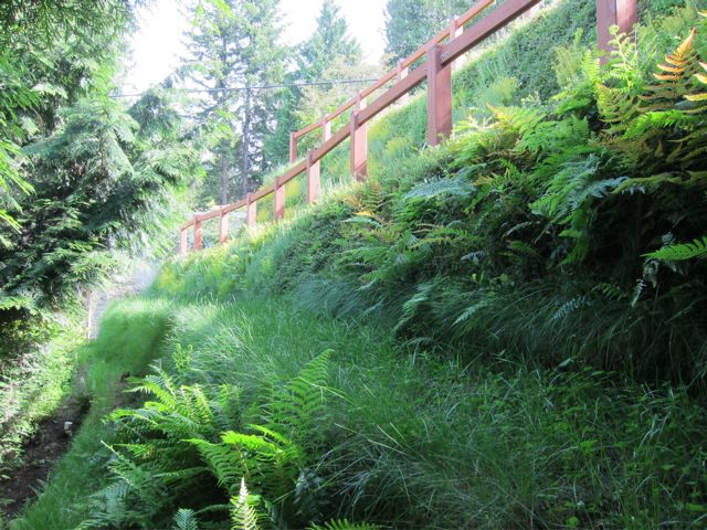 Grass and ferns growing from an MSE vegetated retaining wall system.