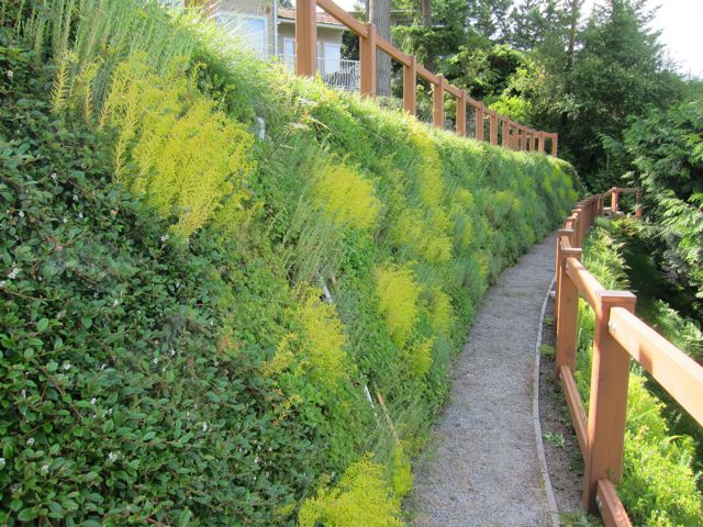 Vegetation on a mechanically stabilized earth wall.